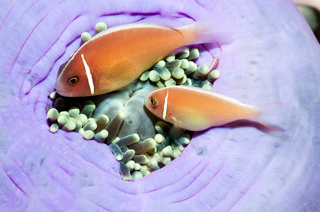 Pink anemonefish sheltering