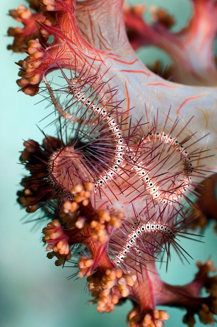 Brittlestars on soft coral