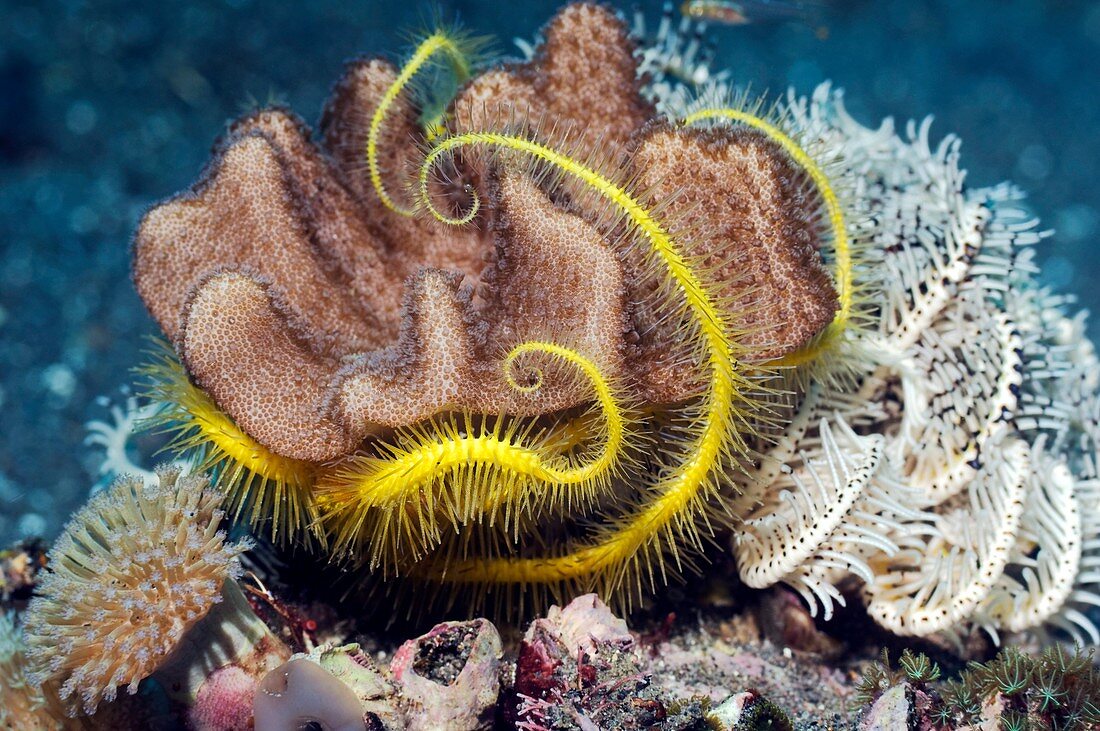 Brittlestar on soft coral
