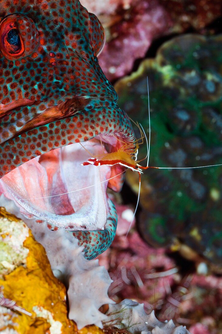 Cleaner shrimp on a grouper