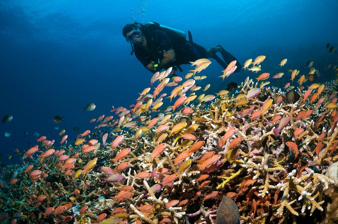 SCUBA diving,Indonesia