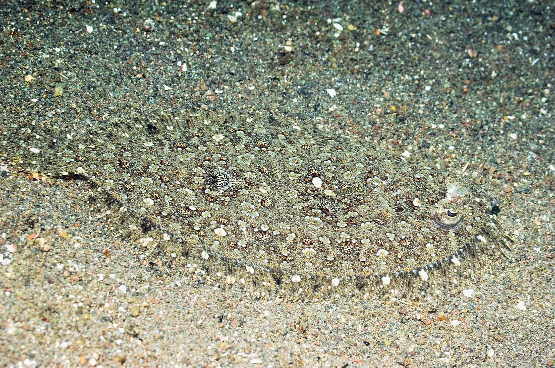Leopard flounder in sand