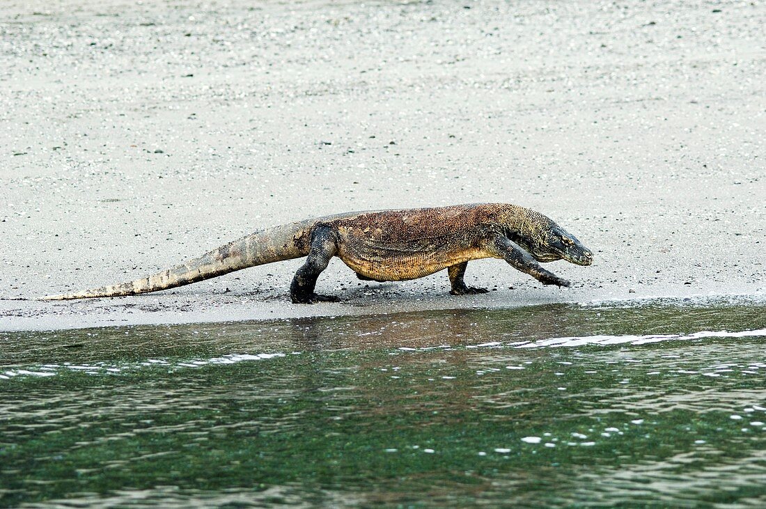 Komodo dragon on a beach