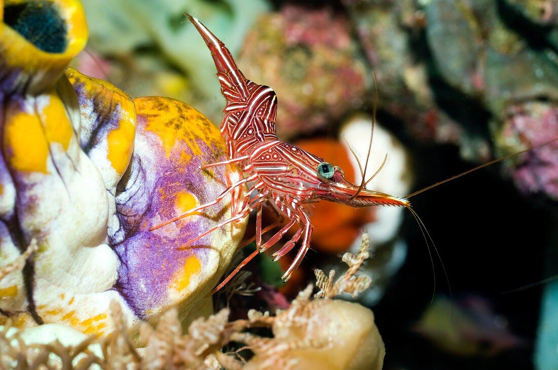 Hingebeak shrimp on a seasquirt