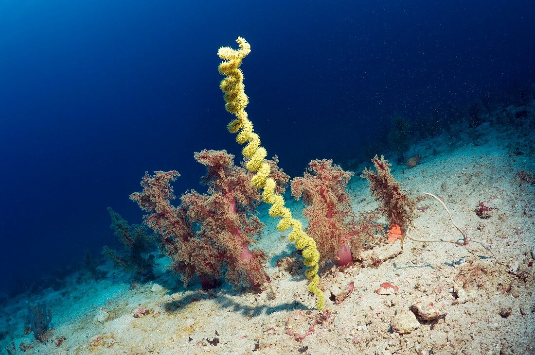 Spiral wire coral