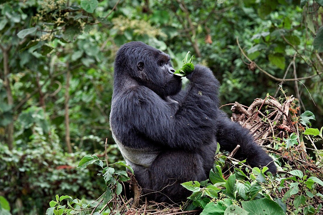 Mountain gorilla male feeding