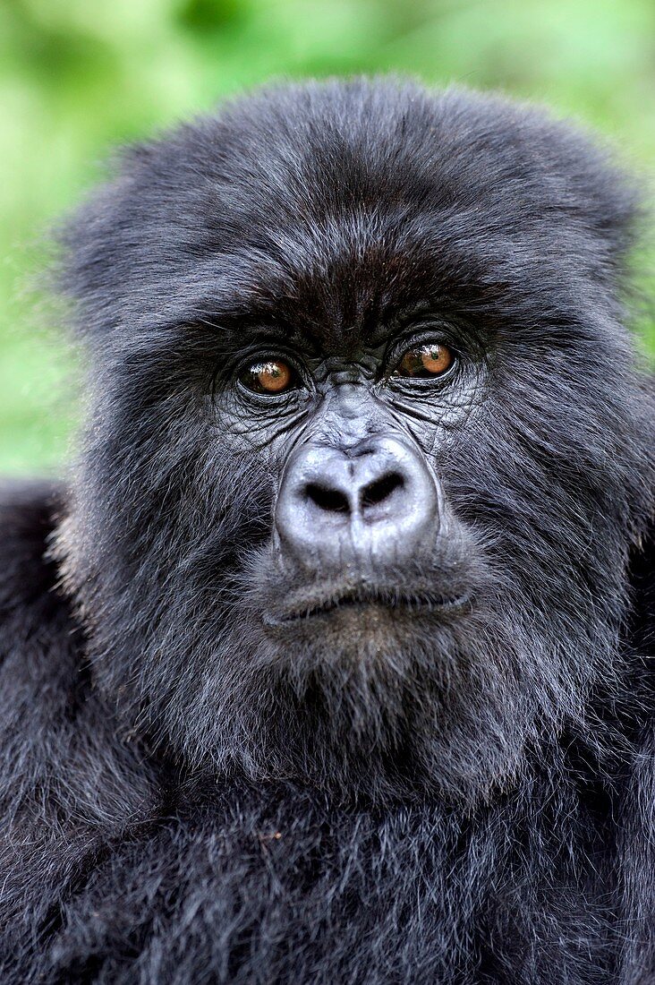 Mountain gorilla