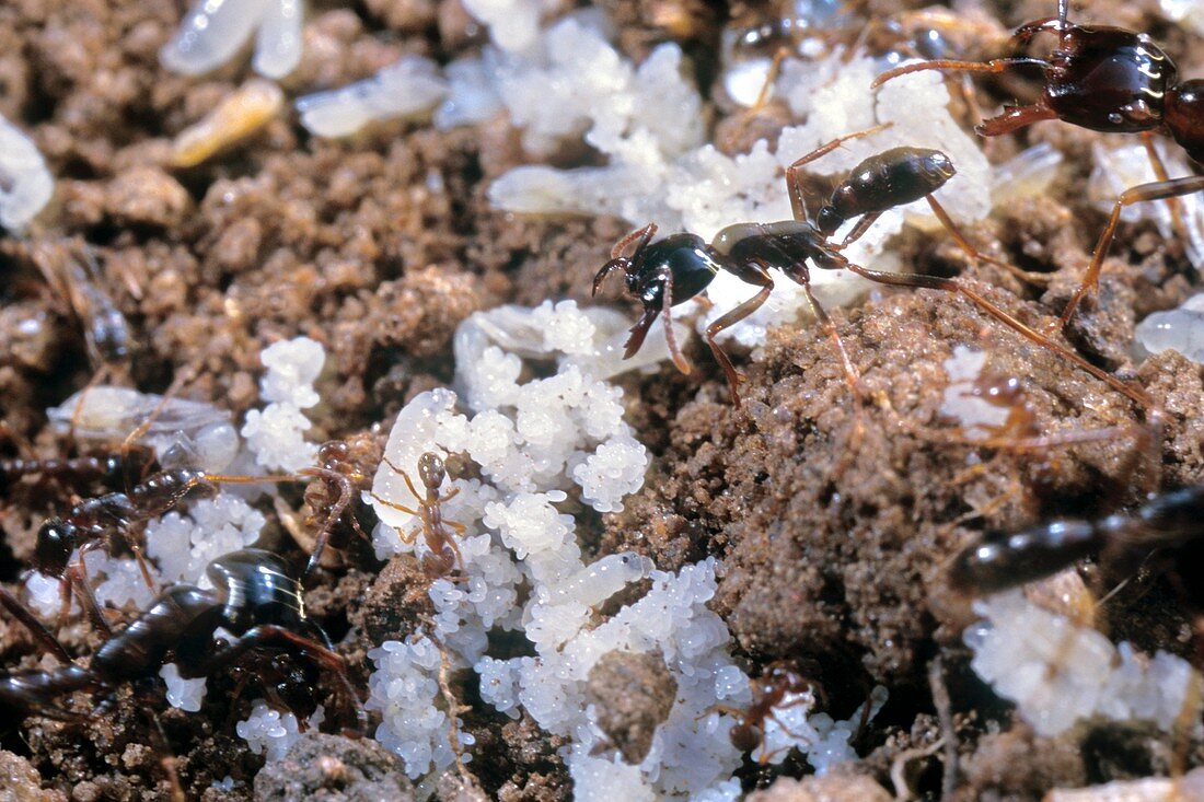 Army ants and eggs