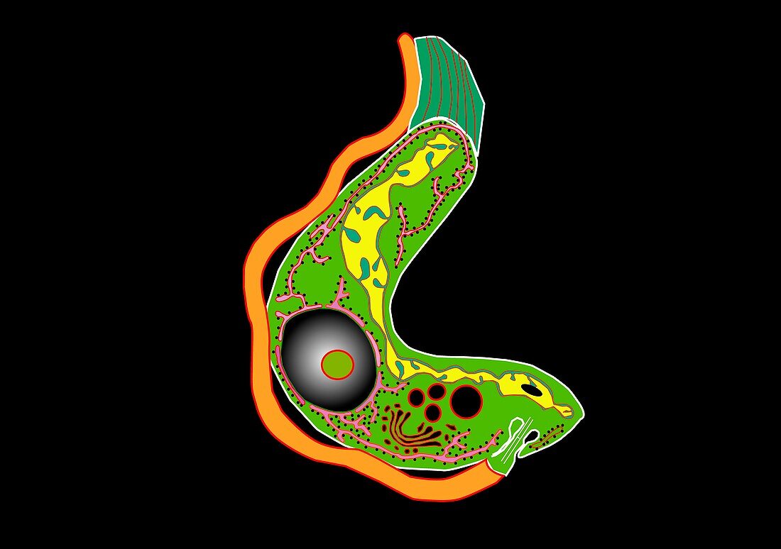 Trypanosome protozoan,artwork
