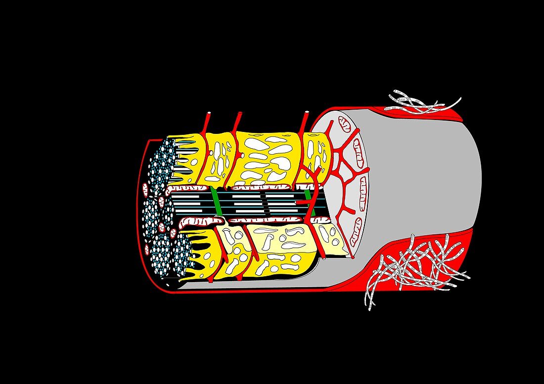 Muscle cell anatomy,artwork