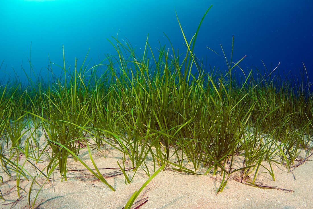 Little Neptune grass (Cymodocea nodosa)