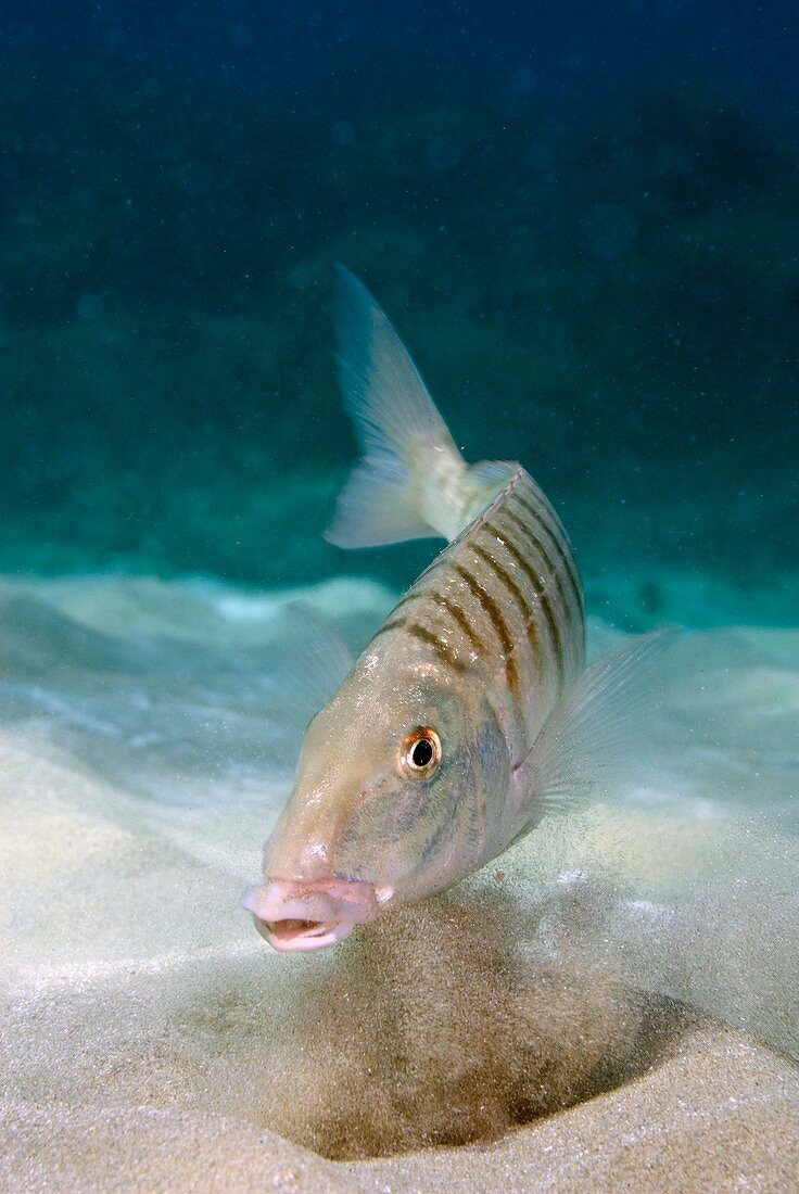 Striped seabream searching for prey