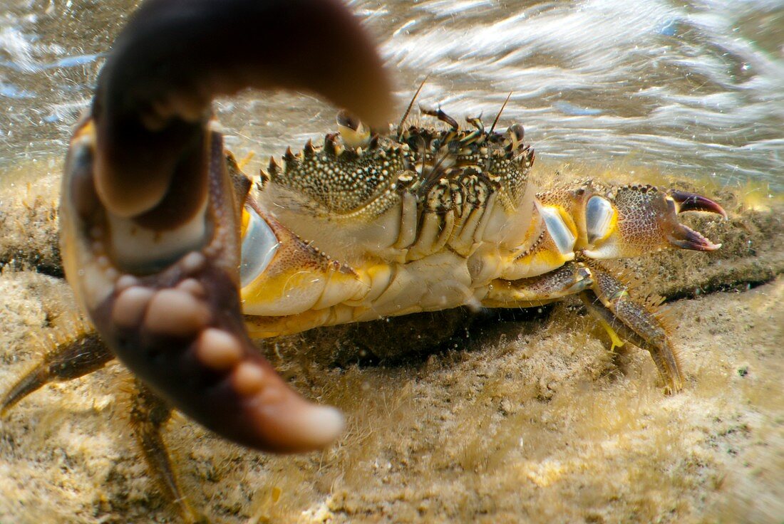 Warty crab in shallow water