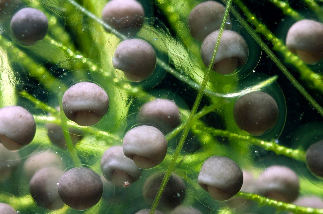 Developing frog's eggs