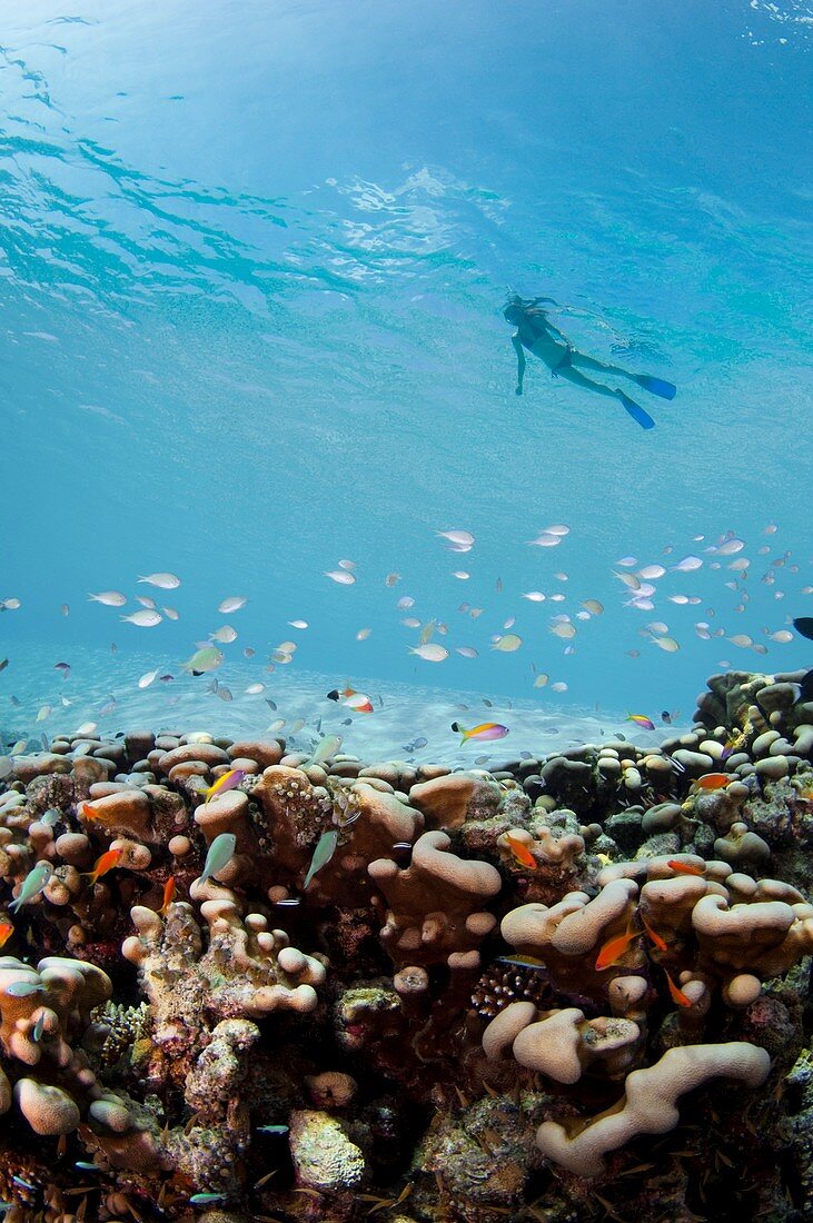 Snorkeller over coral and fish