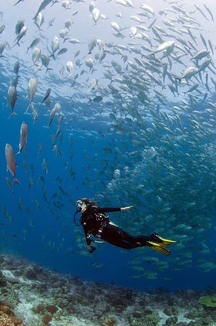 Diver and reef fish