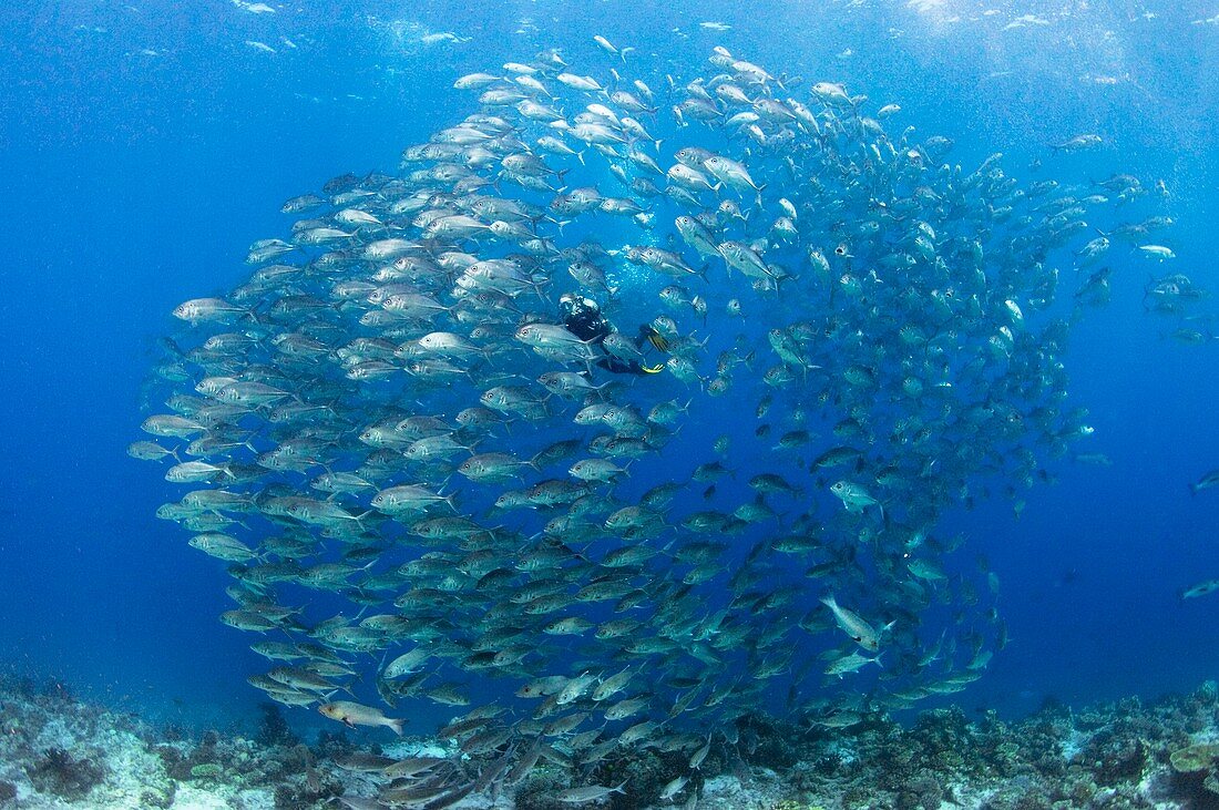 Diver and reef fish