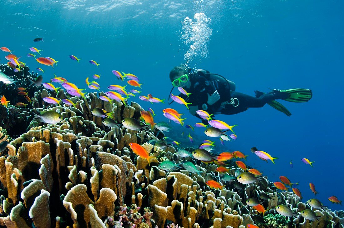 Diver exploring a reef