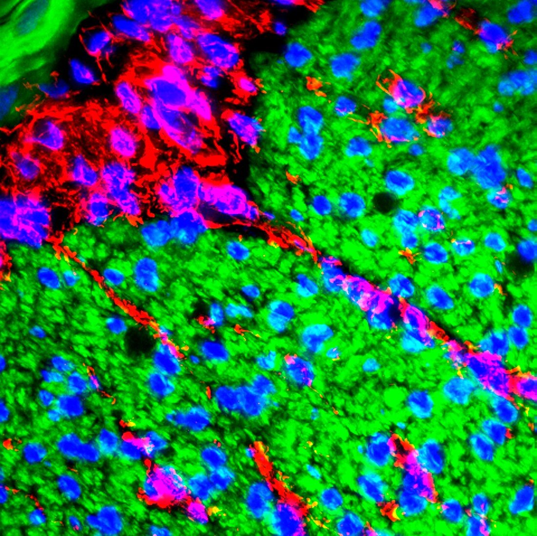Gut nerves,fluorescence micrograph
