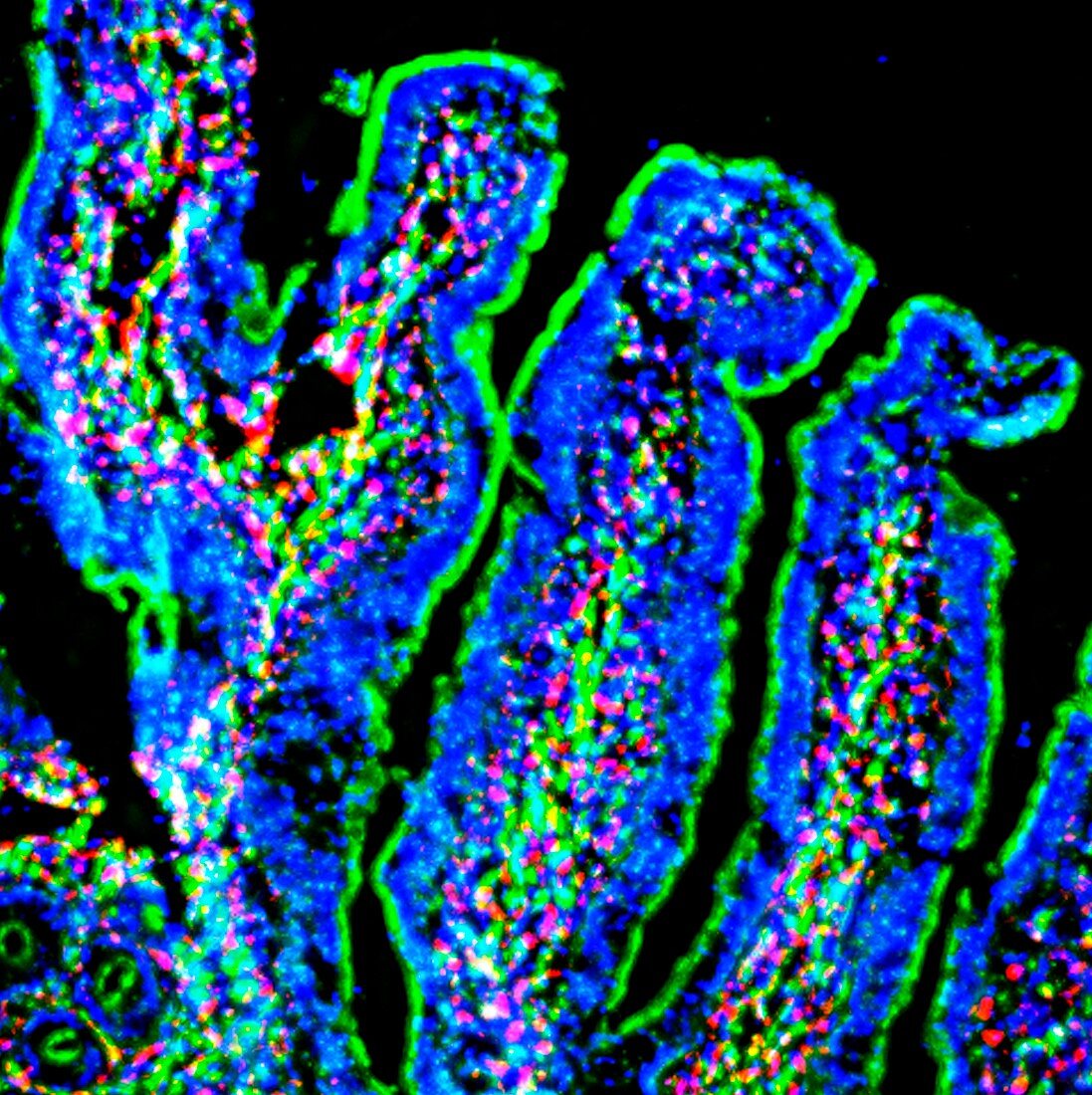 Intestinal villi,fluorescence micrograph