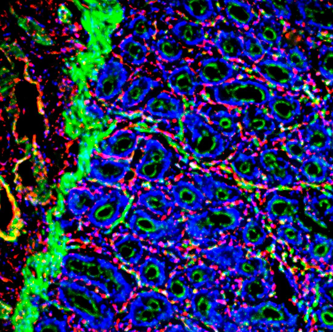 Gut mucosa,fluorescence micrograph