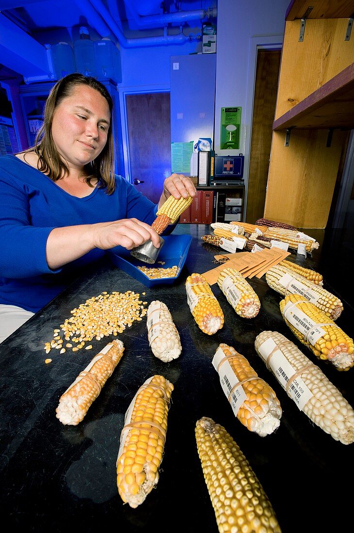 Fungus-resistant corn research