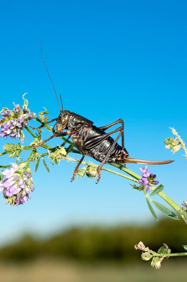 Mormon cricket on a plant stem