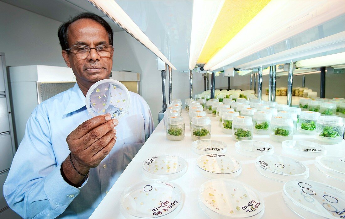 Plant genetics research