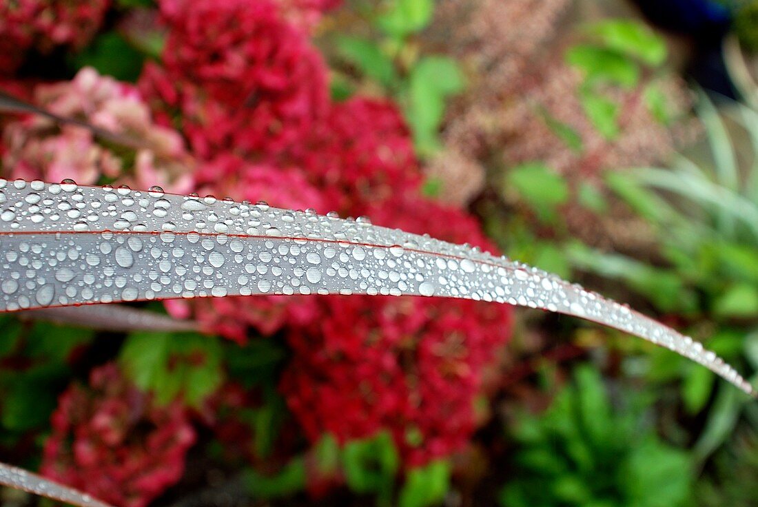 Dew on purple Phormium leaf