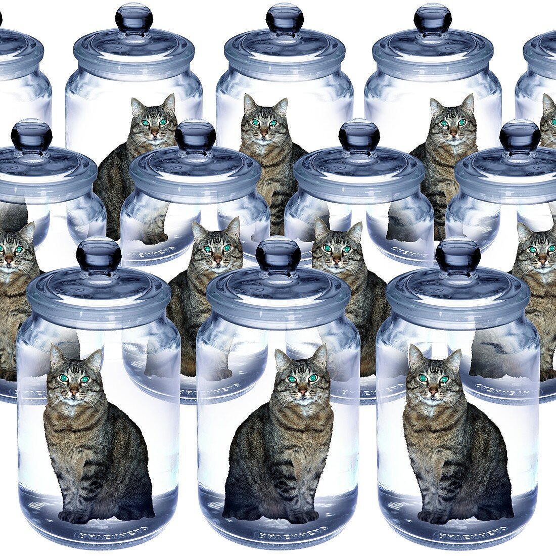 Cloned cats,conceptual image