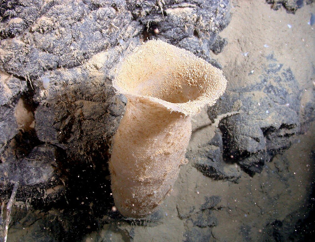 Hydrothermal sponge