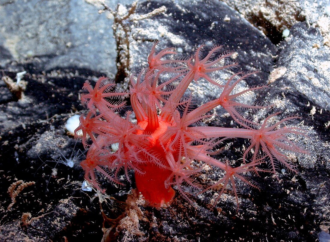 Hydrothermal anemone