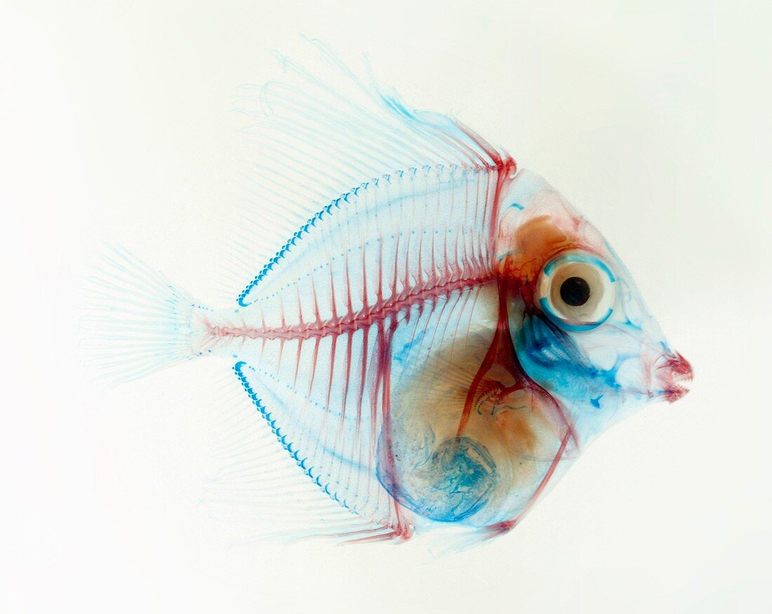 Preserved fish,X-ray