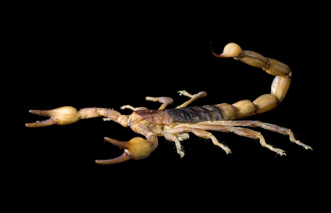 Peruvian golden scorpion