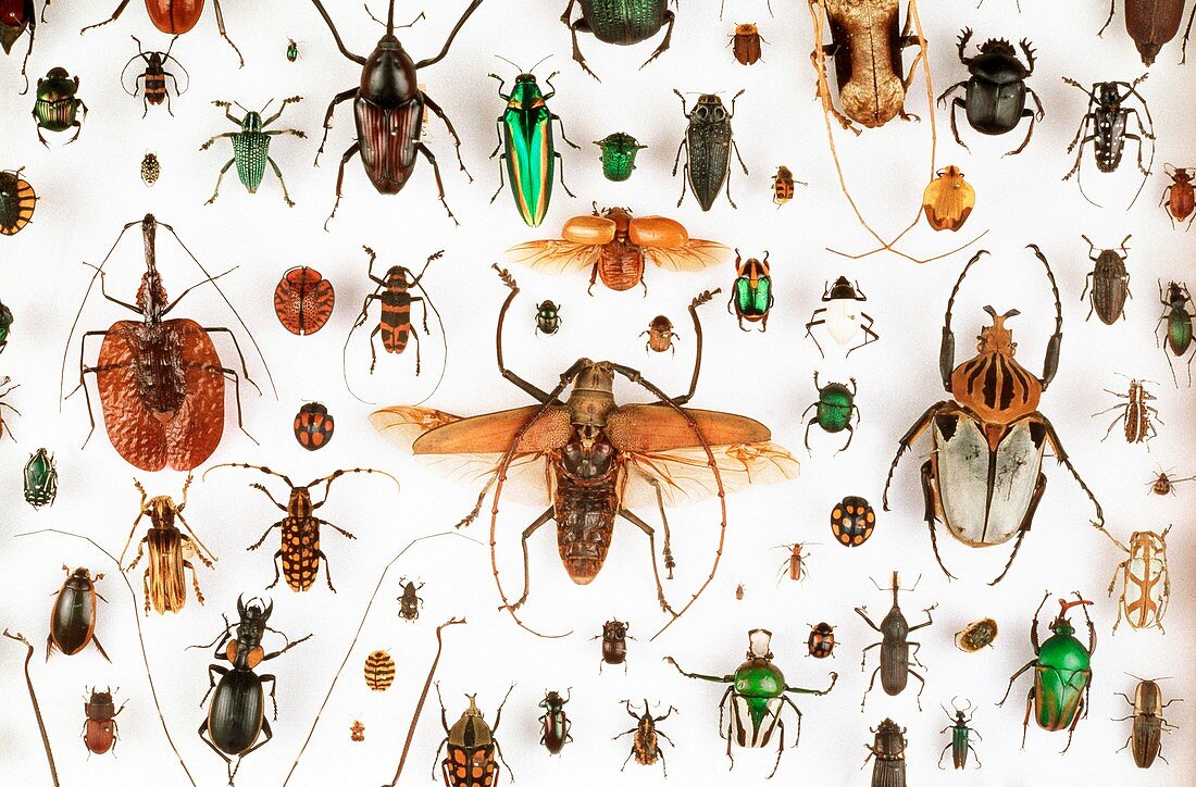 Beetle specimens