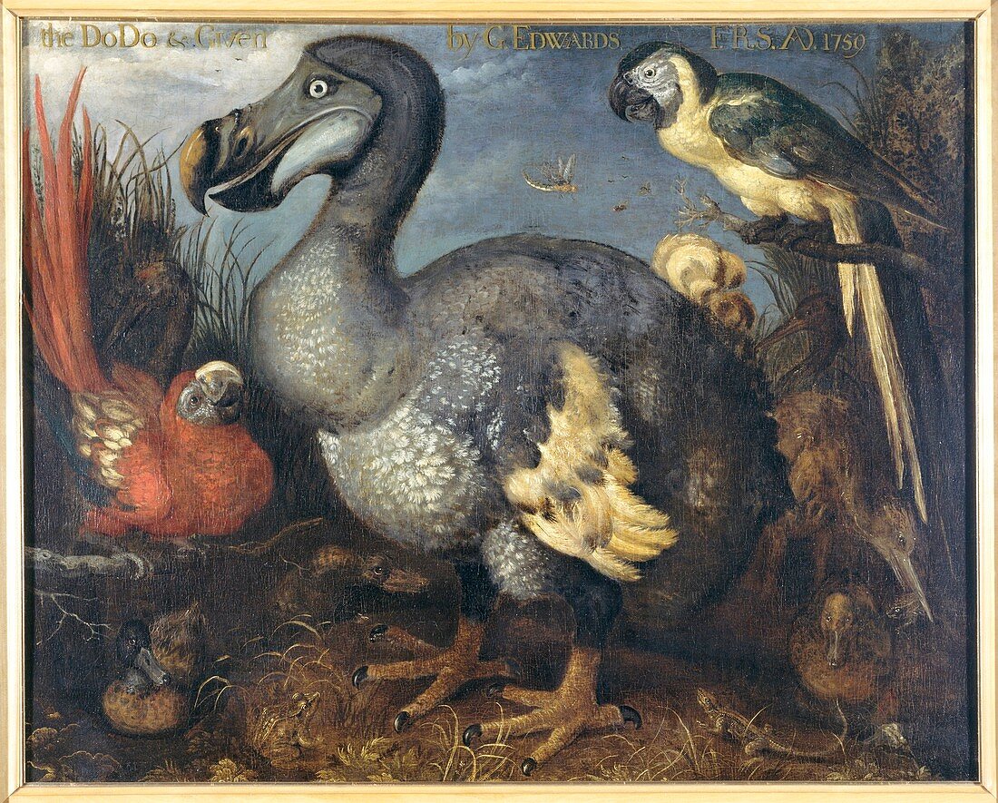 Dodo and macaws,artwork