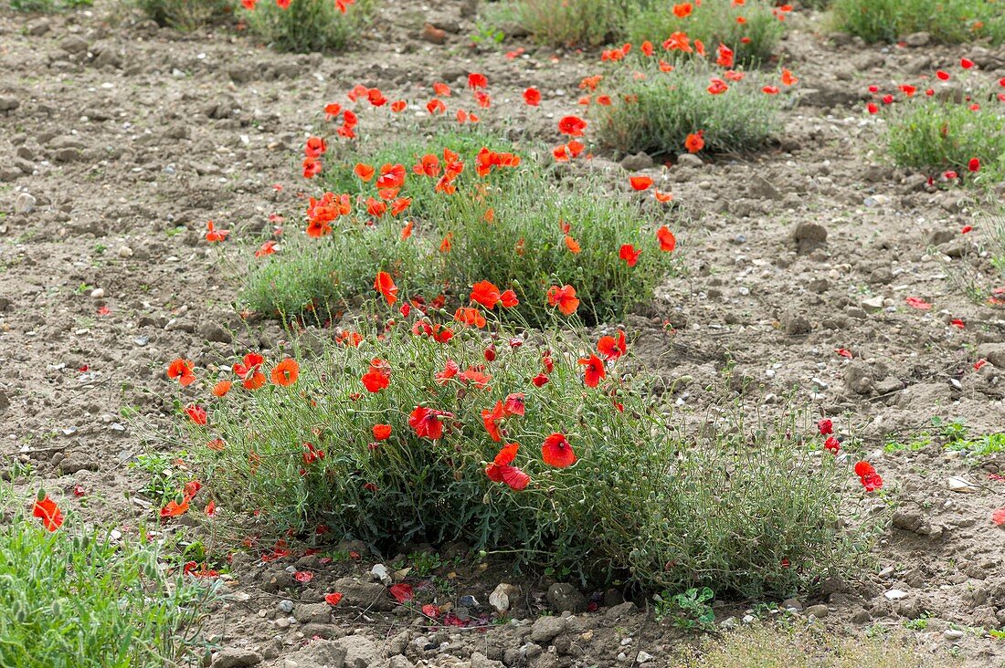 Common field poppies,Papaver rhoeas