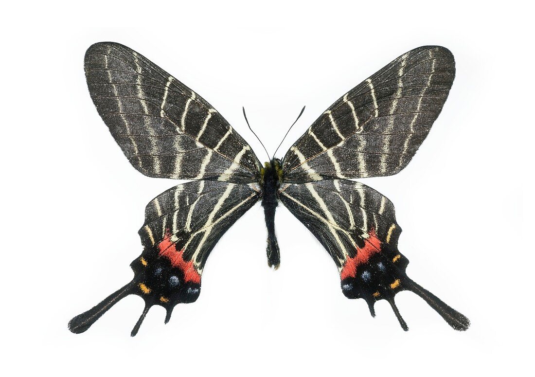 Chinese three-tailed swallowtail