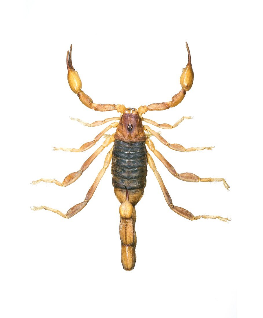 Peruvian golden scorpion