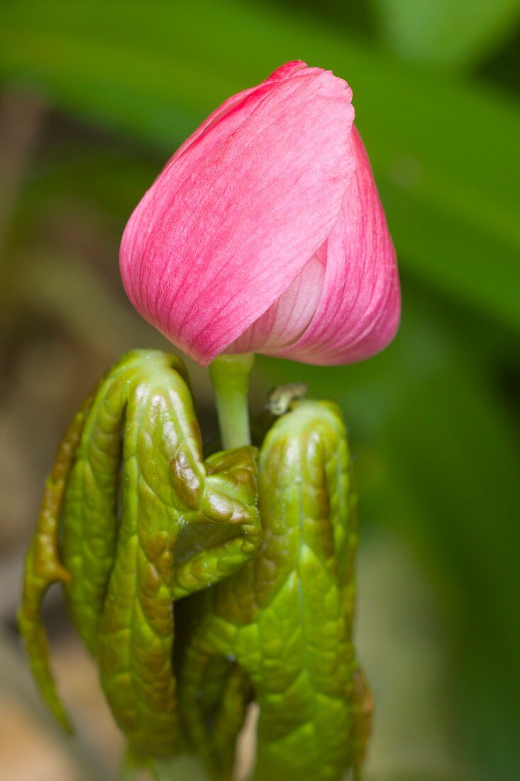 Podophyllum hexandrum flower bud