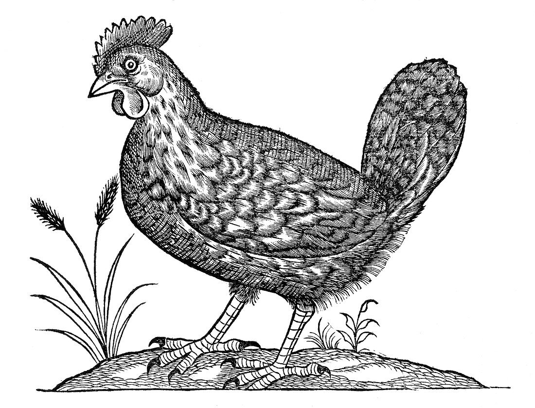 Hen,historical artwork