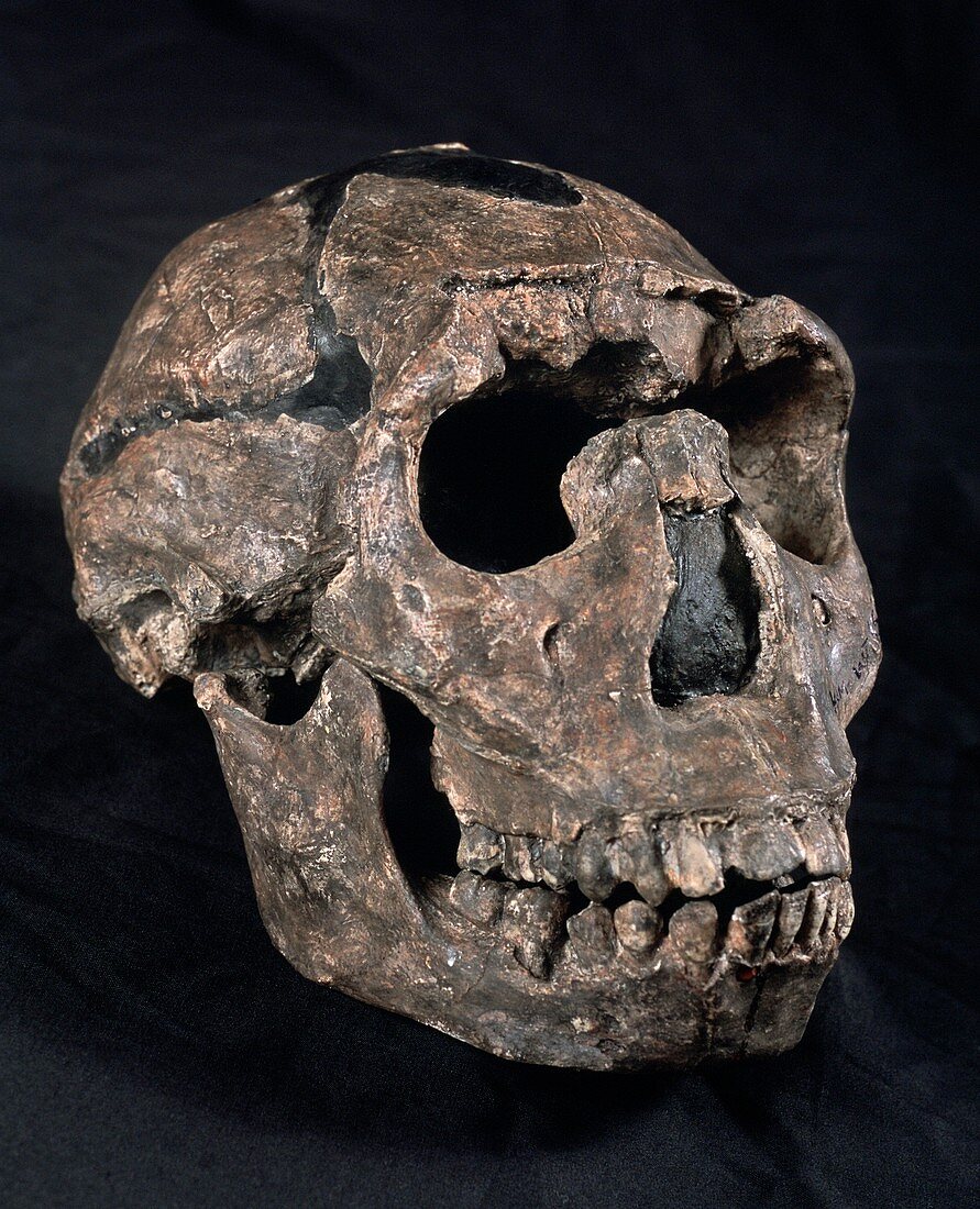 Turkana Boy skull