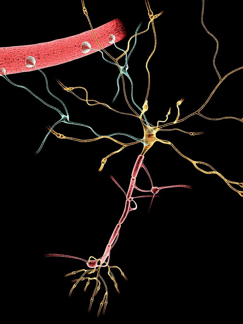 Neuron,artwork