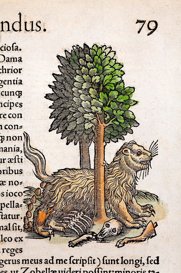 1560 Gesner myth of the glutton wolverine