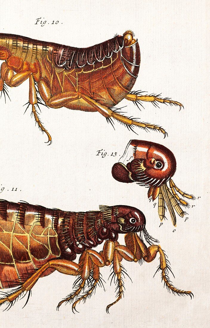 1744 Human Pulex flea by Rosenhoff