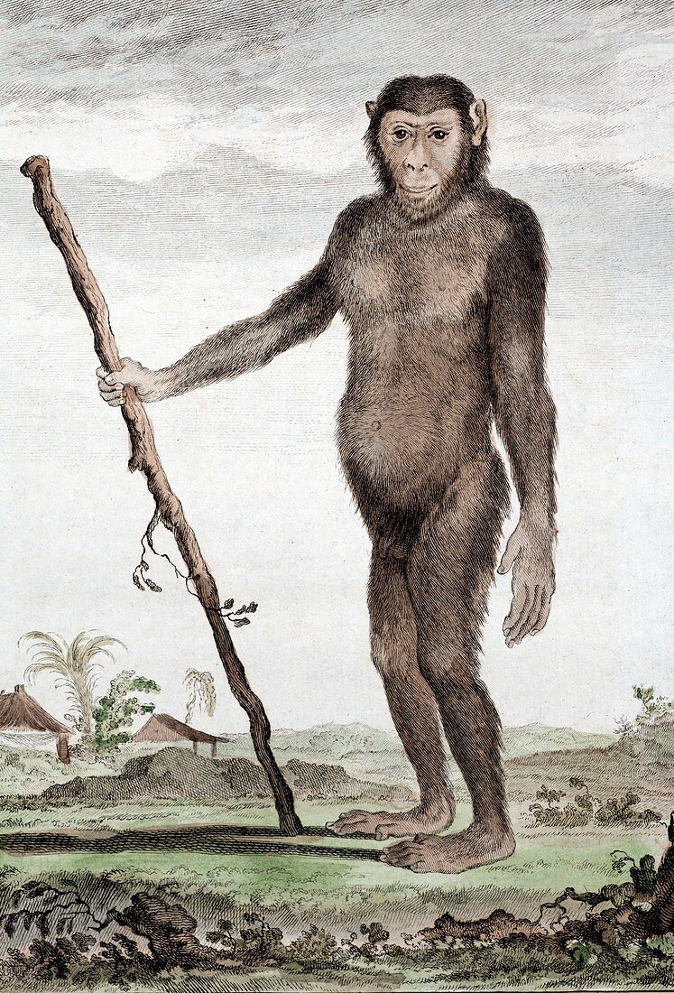 1770 Buffon's Jocko a chimpanzee