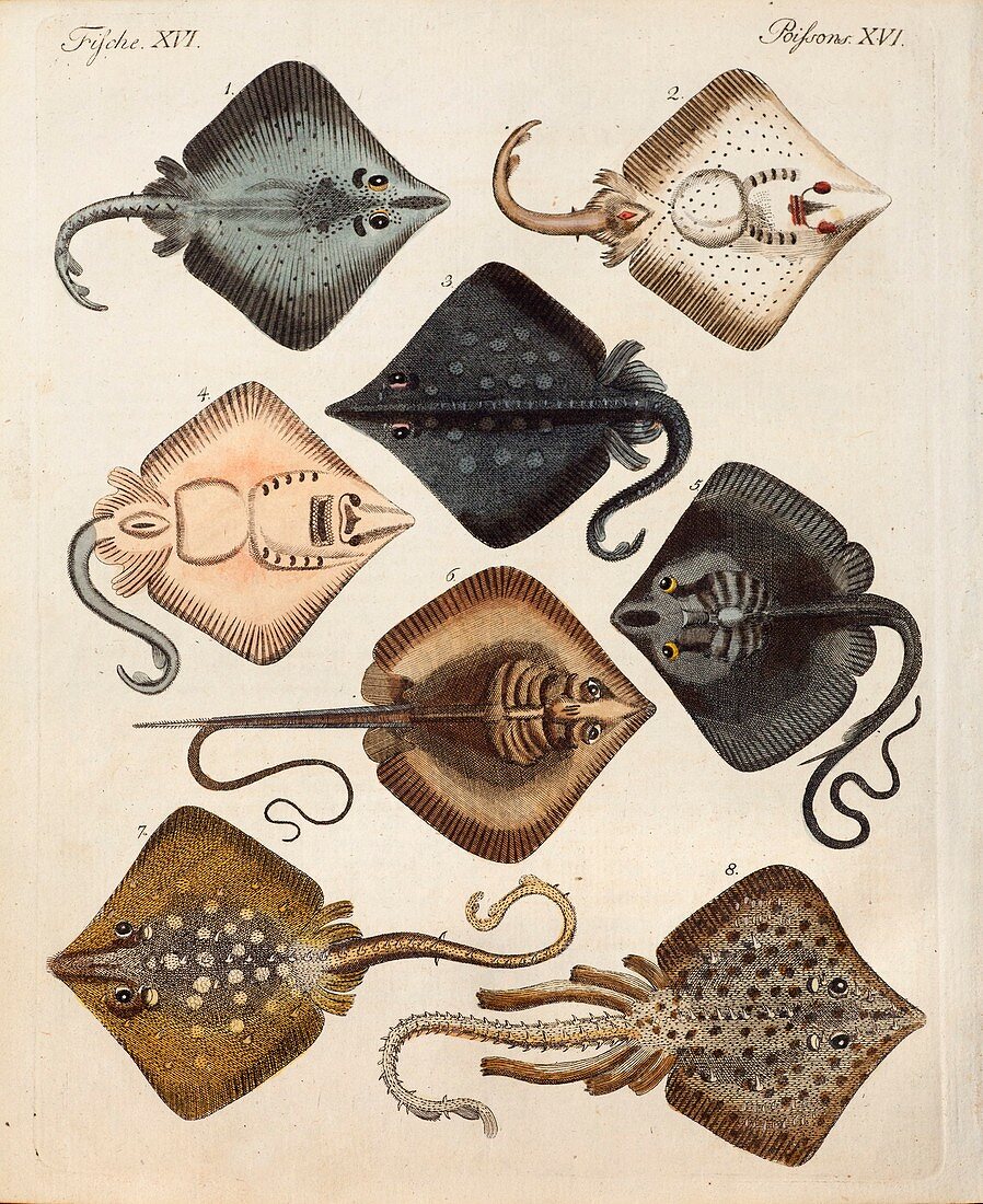 1795 Decorative marine rays illustration