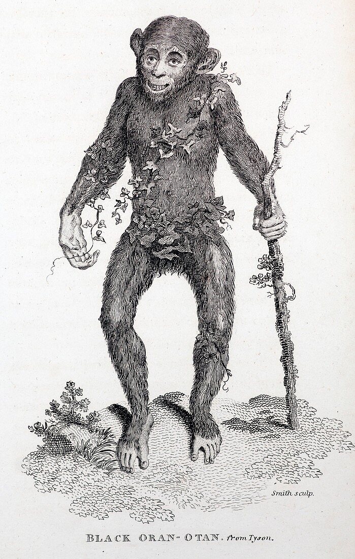 1809 reprint of Tyson 1698 Chimpanzee