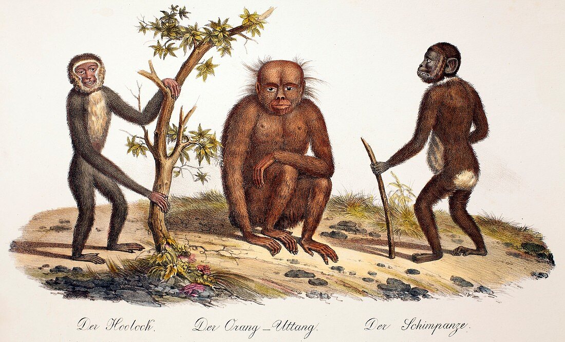 1824 Schinz apes,gibbon,orang,chimp