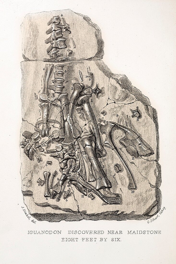 1838 Maidstone Iguanodon 'Mantell piece'